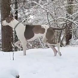 Great Danes from MommaDukes Danes