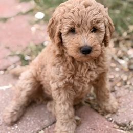 Lexus - Apricot female Goldendoodle puppy in Bethany, Oklahoma from Daisy Mae Doodles
