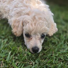 Yellow Girl - White female Poodle puppy in Kailua Kona, Hawaii from Orchid Isle Toy Poodles