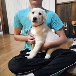 Luke Skywalker - Yellow Labrador Retriever puppy in Whitehall, Montana from Heart of Montana Labradors