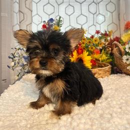 LIttle Harley - Black and tan male Yorkshire Terrier puppy in Elgin, South Carolina from Silver Bells Paw Prints