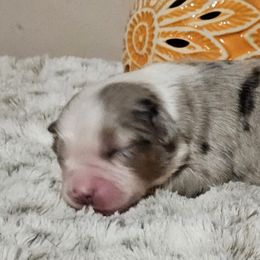 Miniature Australian Shepherd Puppies from MyLittleAussies at Mountain View Farm