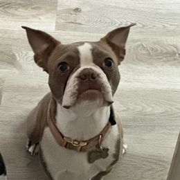 Lila - Boston Terrier