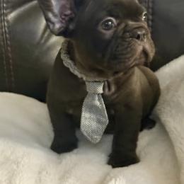 French Bulldog Puppies from Yellowstone Frenchies
