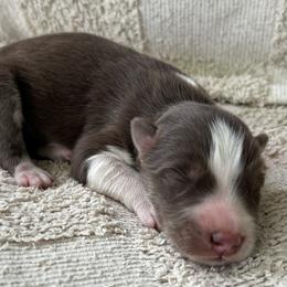 Leo - Red and white male Siberian Husky puppy in Union Grove, Alabama from Southern Siberian Life