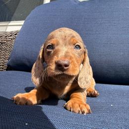 Mushie - Dapple male Dachshund puppy in Temecula, California from Naomi Magee's Dachshund Kennel