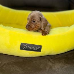 Champ - Fawn (isabella) and tan male Dachshund puppy in Homestead, Florida from Weenie Land Miami