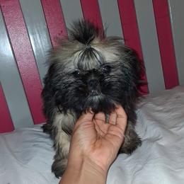 Boy 3 - Black male Shih Tzu puppy in Birmingham, Alabama from K&D kennels