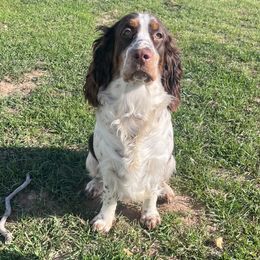 Darby - English Springer Spaniel