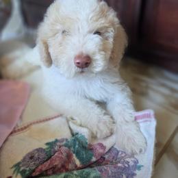 Viscount Colin Rufford Pupperton - Parti male Poodle puppy in Midlothian, Texas from Pristine Puppies & Signature Studs
