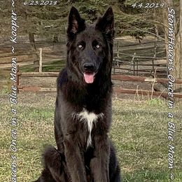 Kooper - German Shepherd