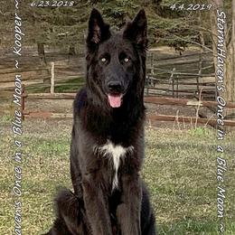 Kooper - German Shepherd