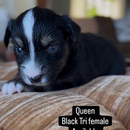 Queen - Black tri female Miniature Australian Shepherd puppy in Cave Creek, Arizona from Arizona Aussies
