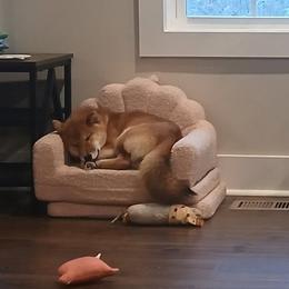 Momo - Red female Shiba Inu puppy in Tuscaloosa, Alabama from Rita and Daniel Montgomery - Cedarwood Siberians and Shibas