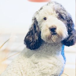 Sansa - Australian Labradoodle