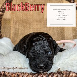 Girl 6 - Goldendoodle puppy in Oklahoma from Wilson Family Doodles LLC