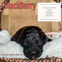 Girl 6 - Goldendoodle puppy in Oklahoma from Wilson Family Doodles LLC