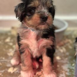 Everest - Blue roan and tan female Cockapoo puppy in Placerville, California from Rpuppies