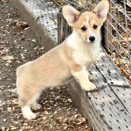 Girl 1 - Red female Pembroke Welsh Corgi puppy in Tehachapi, California from Trotter Hill Farms