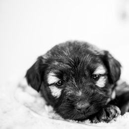 Border Collie and Skye Terrier Puppies from Skyward Farms