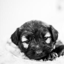 Border Collie and Skye Terrier Puppies from Skyward Farms