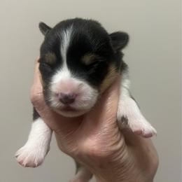 MO-03 - Black and tan female Pembroke Welsh Corgi puppy in Stockton, Iowa from Infinity Corgis