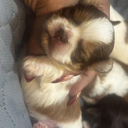 Sammy - Chocolate, tan and white male Yorkshire Terrier puppy in Detroit, Michigan from Heaven Sent Yorkies