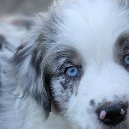Australian Shepherds from Blue Barn Aussies ltd