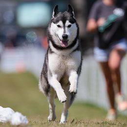 Delta - Siberian Husky