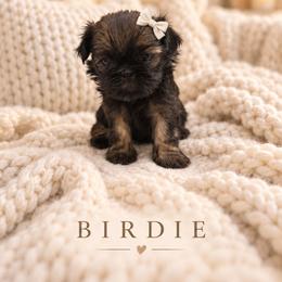 Birdie - Black female Shih Tzu puppy in Montgomery, Texas from Furbourne Farm