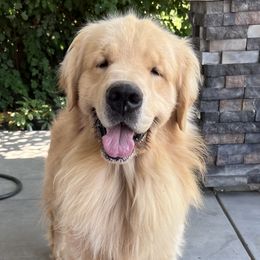 Golden Retrievers from Monroe Golden Retrievers