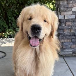 Golden Retrievers from Monroe Golden Retrievers