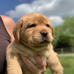 Labrador Retriever Puppies from Ashland Labradors