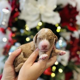 Hermès - Red female Bernedoodle puppy in Ohio from Moore Doodles