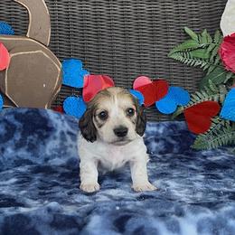 Shaded cream pie - Piebald male Dachshund puppy in Poteau, Oklahoma from Sisters Dazzling Dachshunds
