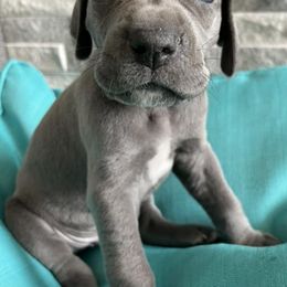 Great Danes from Valley Great Danes
