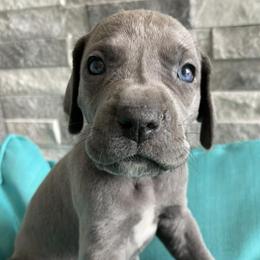 Great Danes from Valley Great Danes