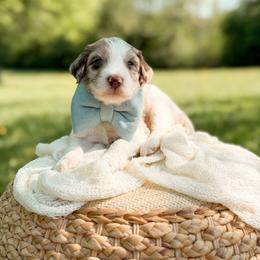 Chip - Merle male Goldendoodle puppy in Ooltewah, Tennessee from Allison Family Doodles