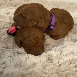 Goldendoodle Puppies from Jozlyn’s Pups