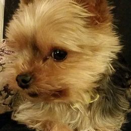 Yorkshire Terriers from Tammy's Yorkies