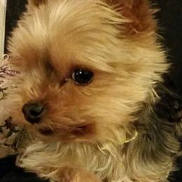Yorkshire Terriers from Tammy's Yorkies