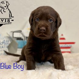 Labrador Retriever Puppies from Travis’ Chocolate Labradors