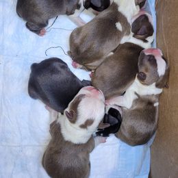 Boston Terrier Puppies from Tumbling Shoals Hilltop Bostons