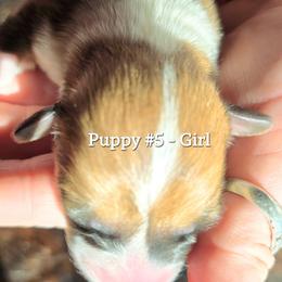 Puppy 5 - Fawn female Pembroke Welsh Corgi puppy in Buffalo, Wyoming from Diamond K Corgis
