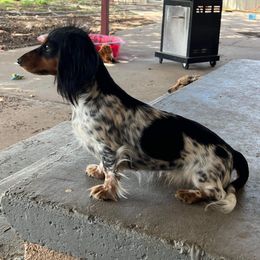 Maddie - Dachshund