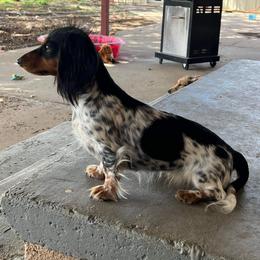 Maddie - Dachshund