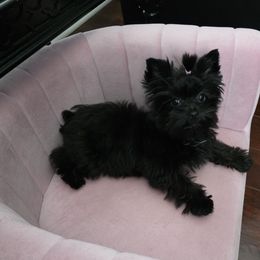 Nora - Yorkshire Terrier