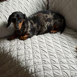 Tully - Dachshund