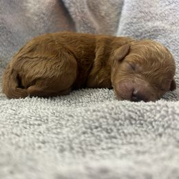 Cavapoo Puppies from Jorden’s Cavapoo’s