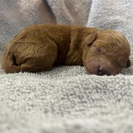 Cavapoo Puppies from Jorden’s Cavapoo’s